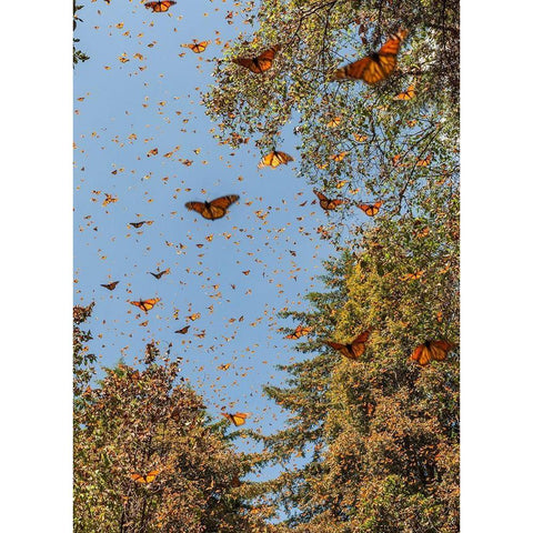 Masses of monarch butterflies in Flight-Cerro Pelon monarch butterfly reserve-Michoacan-Mexico Black Modern Wood Framed Art Print by Garber, Howie
