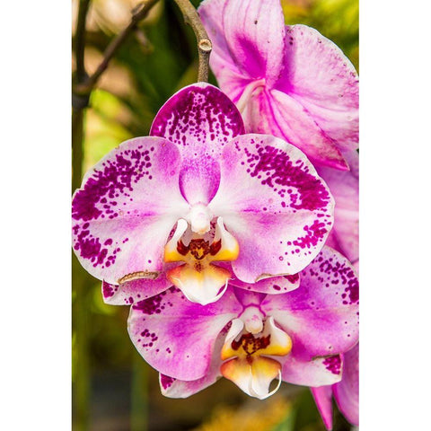 Flowers at the Puerto Vallarta Botanical Garden-Puerto Vallarta-Jalisco-Mexico White Modern Wood Framed Art Print by DeFreitas, Michael