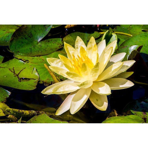 Water lily Puerto Vallarta Botanical Garden-Puerto Vallarta-Jalisco-Mexico Black Modern Wood Framed Art Print by DeFreitas, Michael