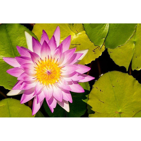 Water lily Puerto Vallarta Botanical Garden-Puerto Vallarta-Jalisco-Mexico White Modern Wood Framed Art Print by DeFreitas, Michael