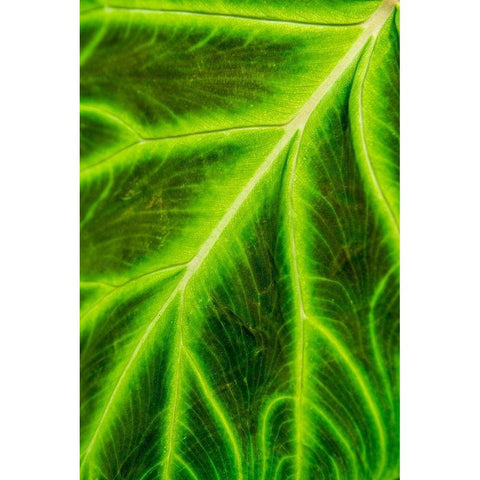 Leaf veins Puerto Vallarta Botanical Garden-Puerto Vallarta-Jalisco-Mexico Black Modern Wood Framed Art Print by DeFreitas, Michael