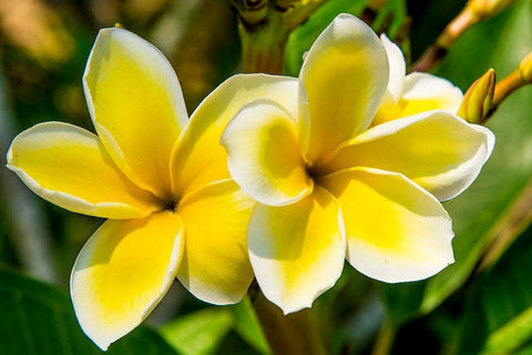 Puerto Vallarta Botanical Garden-Puerto Vallarta-Jalisco-Mexico White Modern Wood Framed Art Print with Double Matting by DeFreitas, Michael