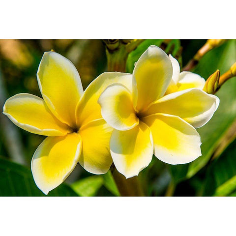 Puerto Vallarta Botanical Garden-Puerto Vallarta-Jalisco-Mexico White Modern Wood Framed Art Print by DeFreitas, Michael