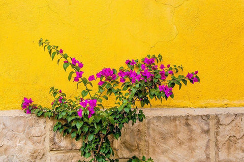 Plant against wall in Tlaquepaque-near Guadalajara-Jalisco-Mexico White Modern Wood Framed Art Print with Double Matting by DeFreitas, Michael