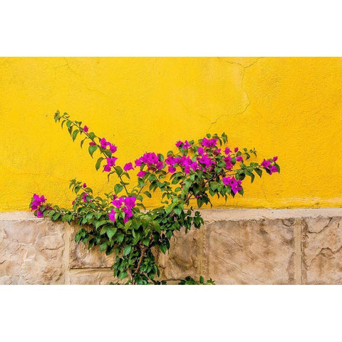 Plant against wall in Tlaquepaque-near Guadalajara-Jalisco-Mexico White Modern Wood Framed Art Print by DeFreitas, Michael