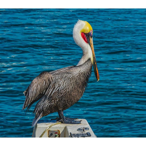 Brown pelican-Cabo San Lucas-Baja Mexico Black Modern Wood Framed Art Print by Perry, William