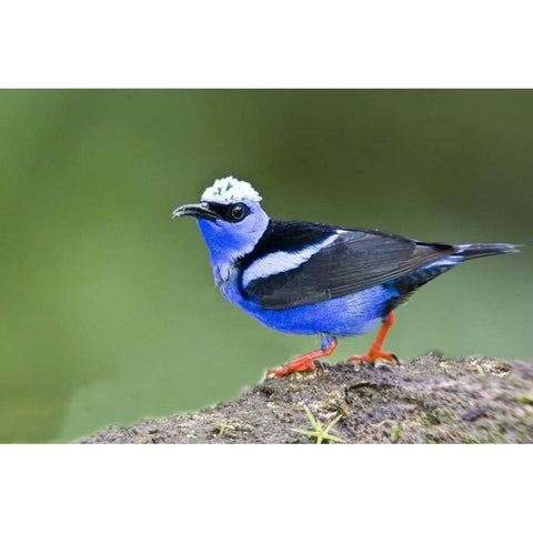 Panama Red-legged honeycreeper on boulder Gold Ornate Wood Framed Art Print with Double Matting by Williams, Joanne