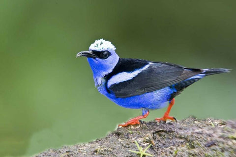 Panama Red-legged honeycreeper on boulder White Modern Wood Framed Art Print with Double Matting by Williams, Joanne