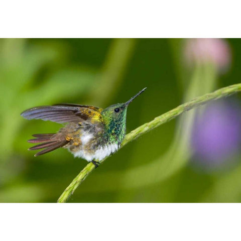 Panama Snowy-bellied hummingbird on limb Gold Ornate Wood Framed Art Print with Double Matting by Williams, Joanne
