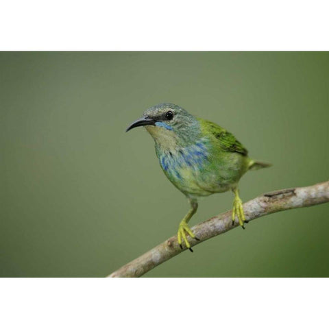 Panama, Gamboa Rainforest Shining honeycreeper White Modern Wood Framed Art Print by Morris, Arthur