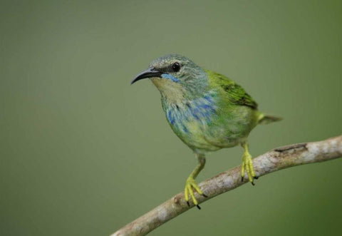 Panama, Gamboa Rainforest Shining honeycreeper White Modern Wood Framed Art Print with Double Matting by Morris, Arthur