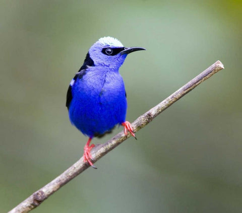 Panama, Red-legged honeycreeper bird on limb White Modern Wood Framed Art Print with Double Matting by Williams, Joanne