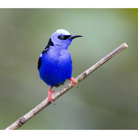 Panama, Red-legged honeycreeper bird on limb White Modern Wood Framed Art Print by Williams, Joanne