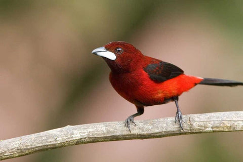Panama Canal Zone Crimson-backed tanager on limb Black Ornate Wood Framed Art Print with Double Matting by Williams, Joanne