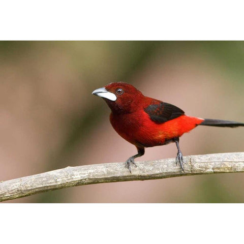 Panama Canal Zone Crimson-backed tanager on limb Black Modern Wood Framed Art Print by Williams, Joanne