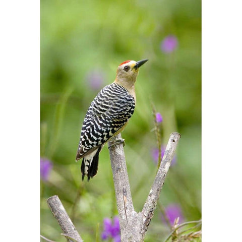 Panama Red-crowned woodpecker on branch stump Black Modern Wood Framed Art Print by Williams, Joanne