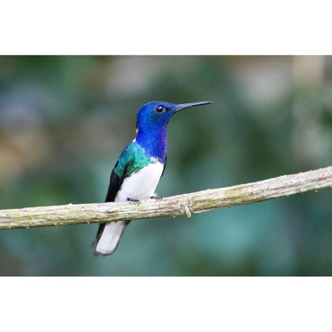 Panama Snowy-bellied hummingbird perched on limb Gold Ornate Wood Framed Art Print with Double Matting by Williams, Joanne