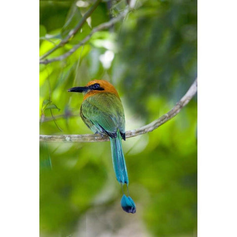 Panama, Panama Canal Zone Rufous mot mot on limb White Modern Wood Framed Art Print by Williams, Joanne