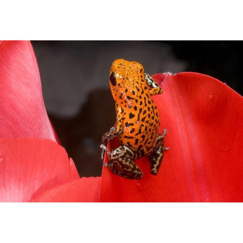Panama A variety of poison dart frog on red leaf Gold Ornate Wood Framed Art Print with Double Matting by Zuckerman, Jim
