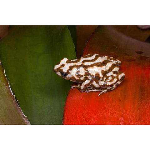 Panama A variety of poison dart frog on red leaf White Modern Wood Framed Art Print by Zuckerman, Jim