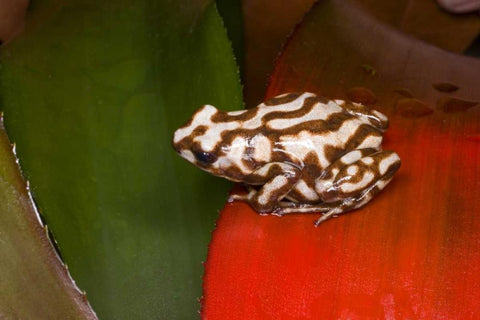 Panama A variety of poison dart frog on red leaf White Modern Wood Framed Art Print with Double Matting by Zuckerman, Jim