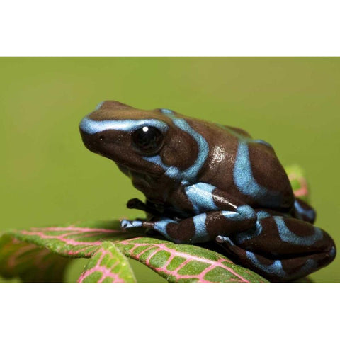 South America, Panama Blue and black dart frog White Modern Wood Framed Art Print by Flaherty, Dennis