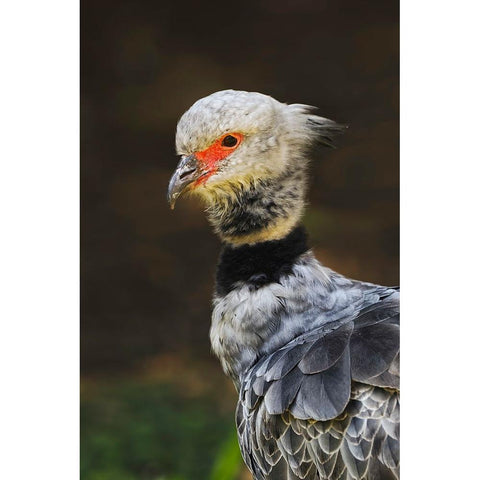 Southern screamer or Crested screamer-native to Peru-Bolivia-Paraguay White Modern Wood Framed Art Print by Jones, Adam