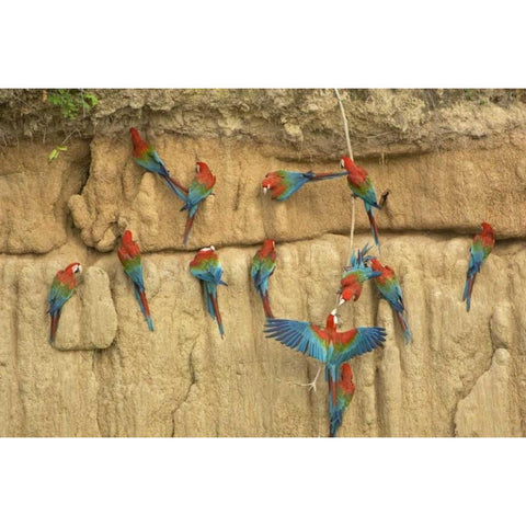 Peru, Amazon, Red and green macaws eating clay Black Modern Wood Framed Art Print by Kirkland, Dennis