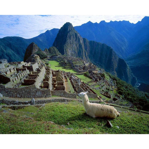 Peru A llama on a hill overlooking Machu Picchu Black Modern Wood Framed Art Print with Double Matting by Zuckerman, Jim