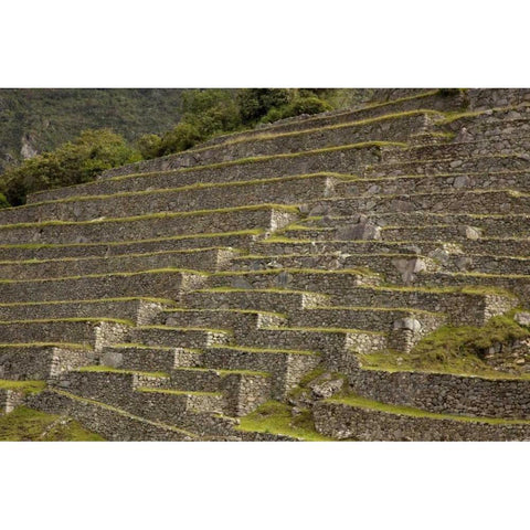 Peru, Machu Picchu Agricultural terraces Black Modern Wood Framed Art Print by Kaveney, Wendy