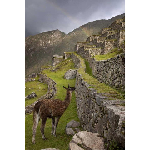 Llama with rainbow overhead, Machu Picchu, Peru Black Modern Wood Framed Art Print by Kaveney, Wendy