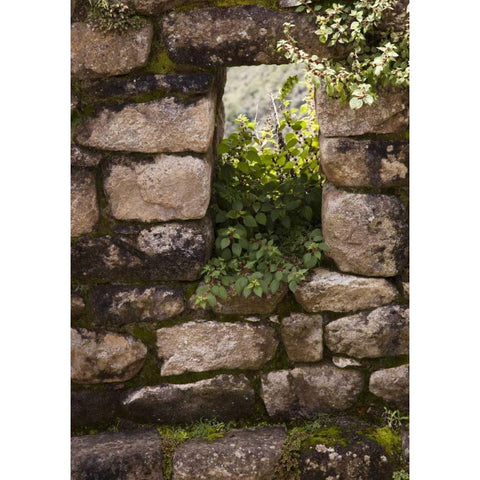 Peru, Machu Picchu Plants take root in a window Black Modern Wood Framed Art Print by Kaveney, Wendy