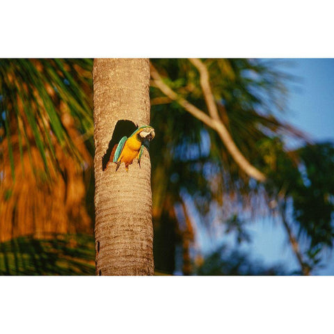 Blue-and-Yellow Macaw perched in trunk nest cavity-Peru Black Modern Wood Framed Art Print by Garber, Howie