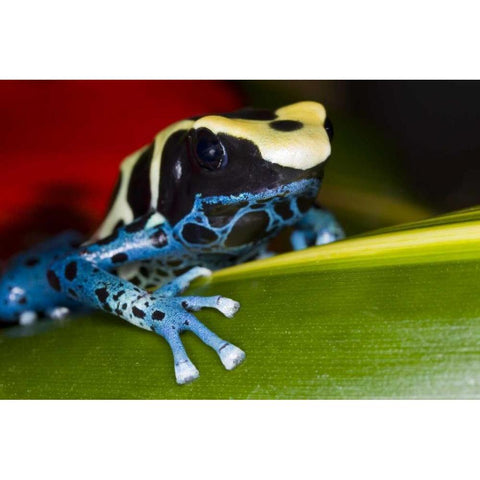 Republic of Surinam Poison dart frog on leaf White Modern Wood Framed Art Print by Zuckerman, Jim