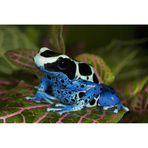 South America, Surinam Patricia poison dart frog White Modern Wood Framed Art Print by Flaherty, Dennis