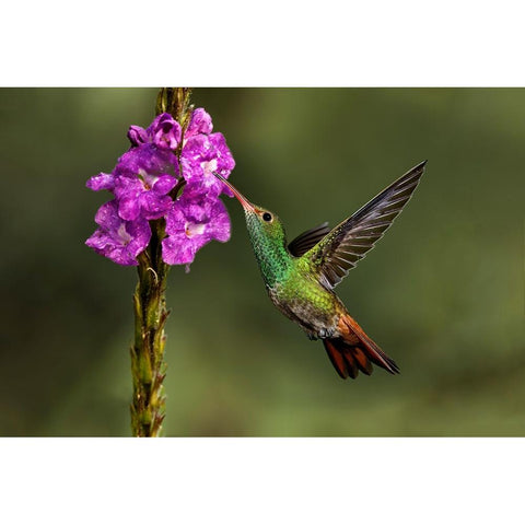 Rufous tailed hummingbird-Costa Rica Gold Ornate Wood Framed Art Print with Double Matting by Jones, Adam