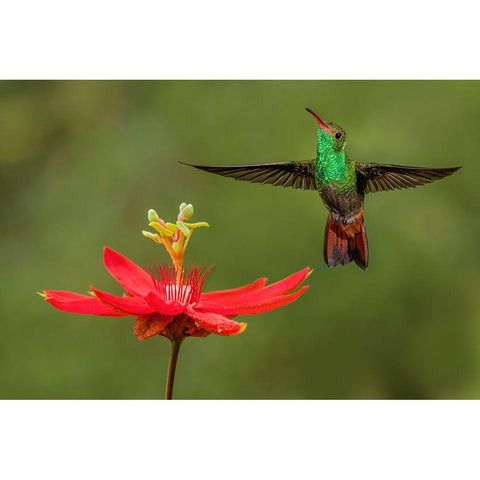 Rufous tailed hummingbird-Costa Rica Black Modern Wood Framed Art Print with Double Matting by Jones, Adam