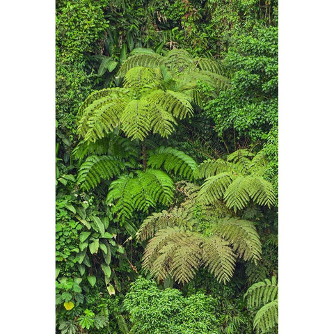 Cloud forest trees and vegetation in the mountains of Bajos del Toro Amarillo-Sarchi-Costa Rica Black Modern Wood Framed Art Print by Jones, Adam