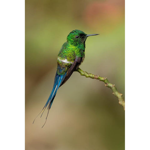 Green Thorntail hummingbird perched on plant-Costa Rica Black Modern Wood Framed Art Print with Double Matting by Jones, Adam