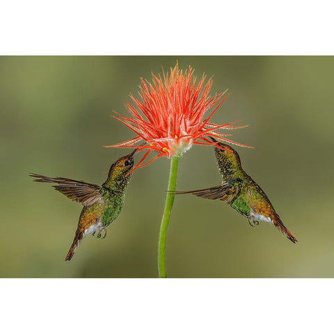 Pair of Coppery Headed Emerald hummingbirds feeding on flower-Costa Rica Black Modern Wood Framed Art Print by Jones, Adam