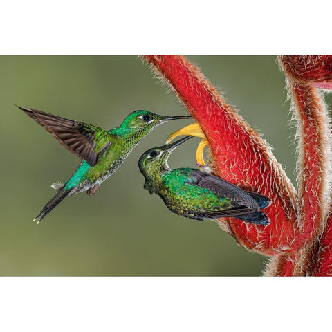 Green Crowned Brilliant hummingbird-Costa Rica Black Modern Wood Framed Art Print by Jones, Adam