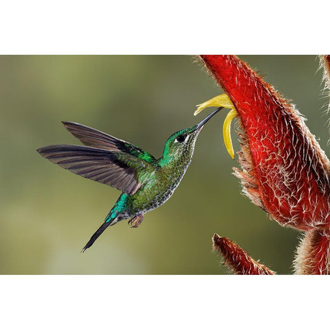 Green Crowned Brilliant hummingbird-Costa Rica Gold Ornate Wood Framed Art Print with Double Matting by Jones, Adam