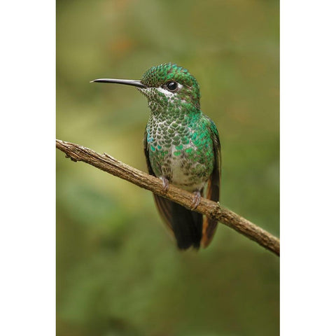 Green Crowned Brilliant hummingbird-Costa Rica White Modern Wood Framed Art Print by Jones, Adam