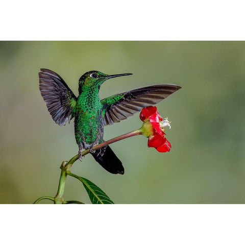 Green Crowned Brilliant hummingbird-Costa Rica Black Modern Wood Framed Art Print by Jones, Adam