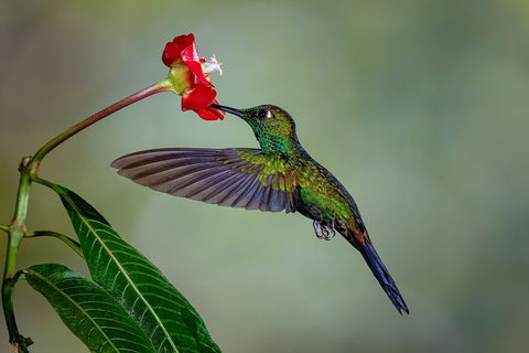 Green Crowned Brilliant hummingbird-Costa Rica Black Ornate Wood Framed Art Print with Double Matting by Jones, Adam
