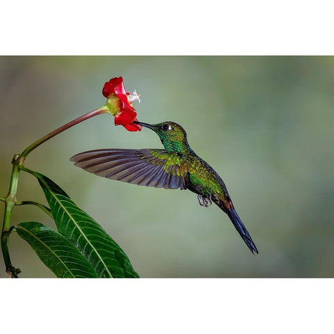 Green Crowned Brilliant hummingbird-Costa Rica Black Modern Wood Framed Art Print by Jones, Adam
