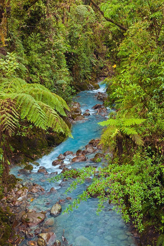 Small stream or creek-Costa Rica Black Ornate Wood Framed Art Print with Double Matting by Jones, Adam