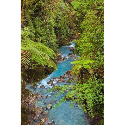 Small stream or creek-Costa Rica White Modern Wood Framed Art Print by Jones, Adam