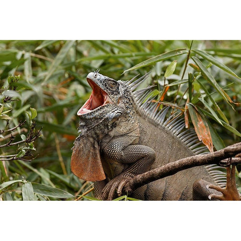 Green Iguana-Costa Rica Black Modern Wood Framed Art Print by Jones, Adam