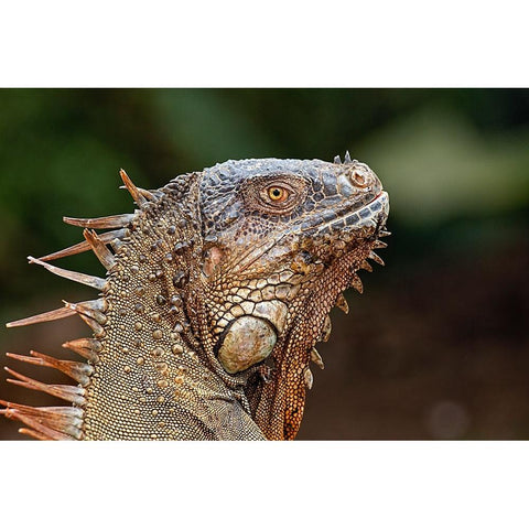 Green Iguana-Costa Rica Black Modern Wood Framed Art Print by Jones, Adam